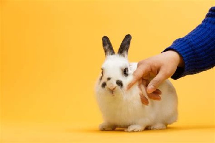 Are rabbits ticklish?