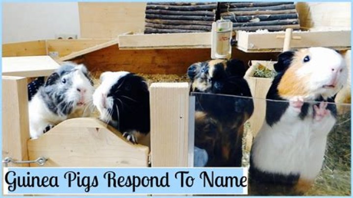 Can guinea pigs learn their names?