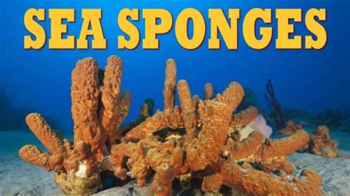 Can you boil a sponge to sanitize it?