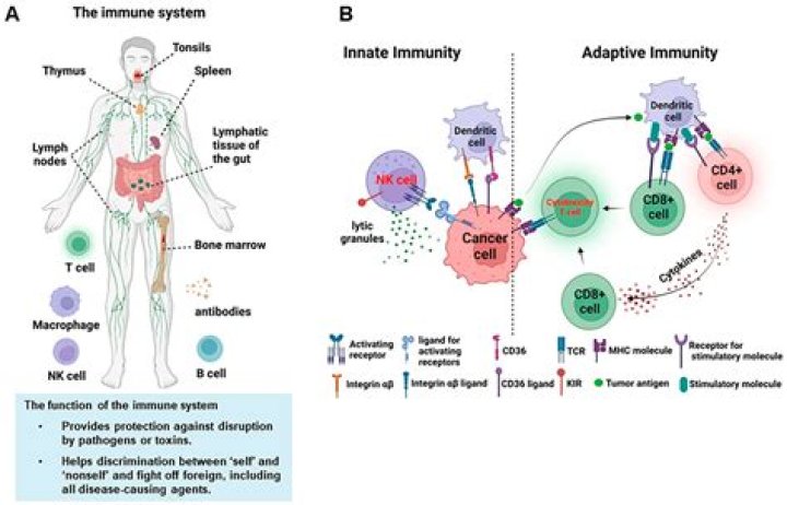 Can you get immune to COVID?