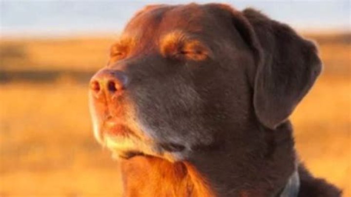 Can you have a dog in the military?