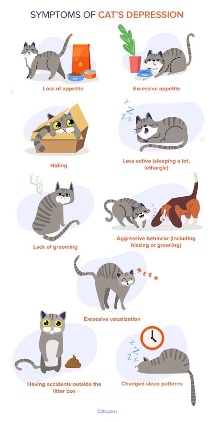 Do cats get depressed after spaying?