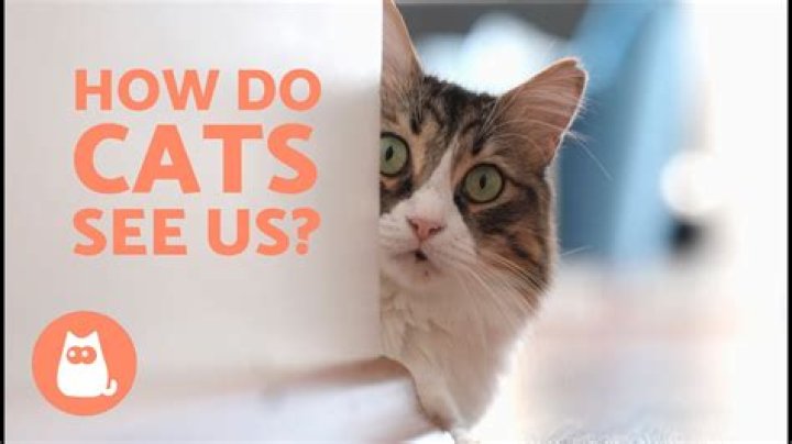 Do cats know they're dying?