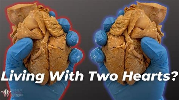 Do dogs have 2 hearts?