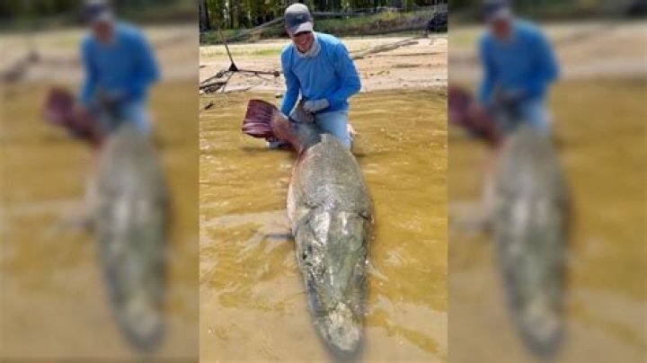 Do fish live after being caught and released?