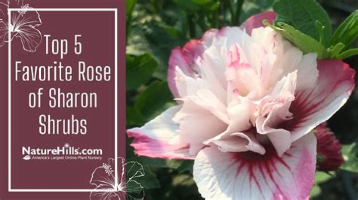 Does Rose of Sharon have a scent?
