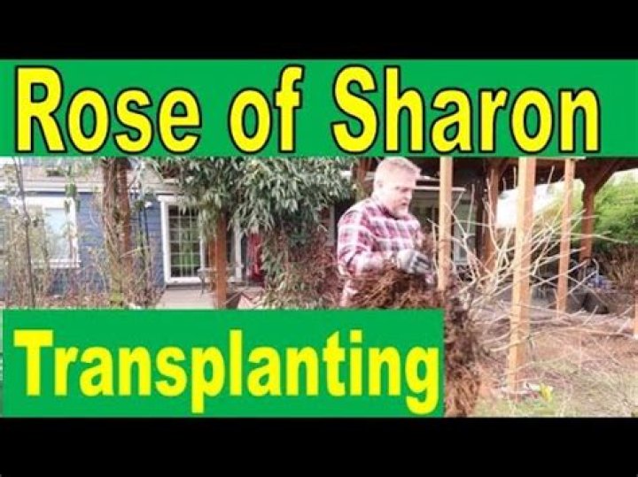 Does rose of Sharon reseed itself?