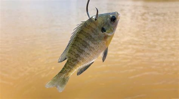 How do you fish midday?