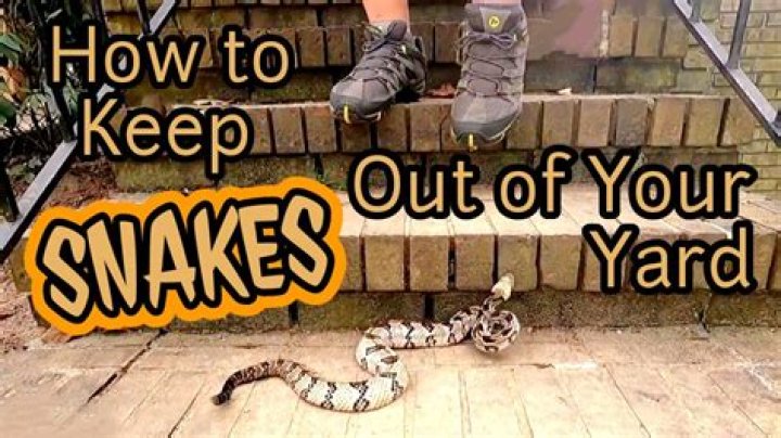How do you get a snake out of the wall?