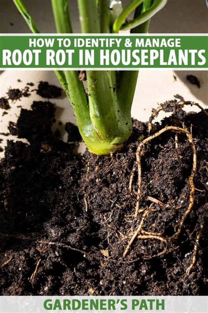 How do you prevent root rot on houseplants?
