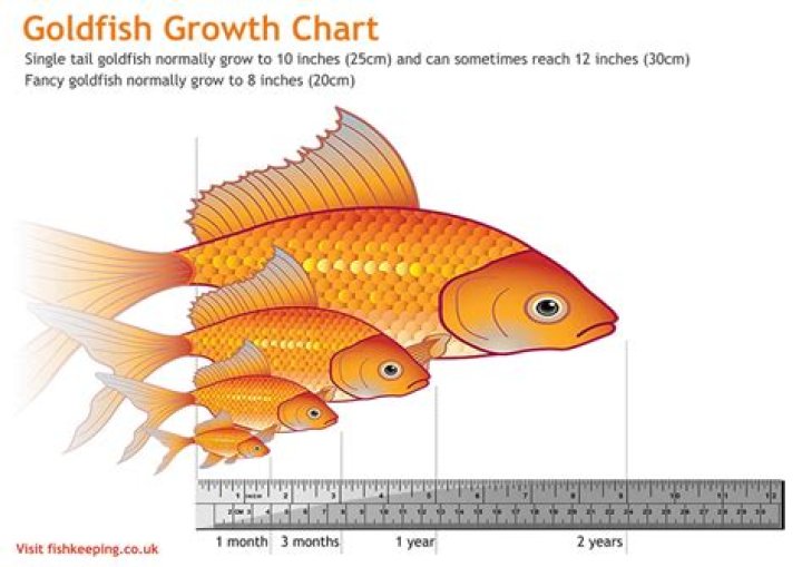 How often do goldfish need to be fed?