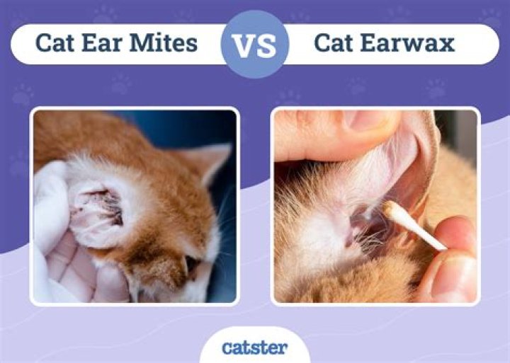 What ear mites look like in cats?
