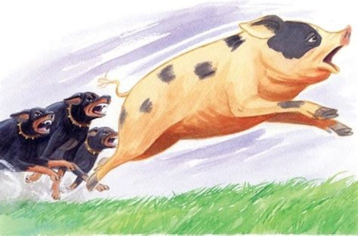 What happened in Chapter 5 Animal Farm?