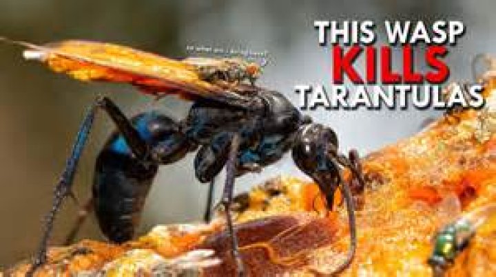 What is a scorpion wasp?