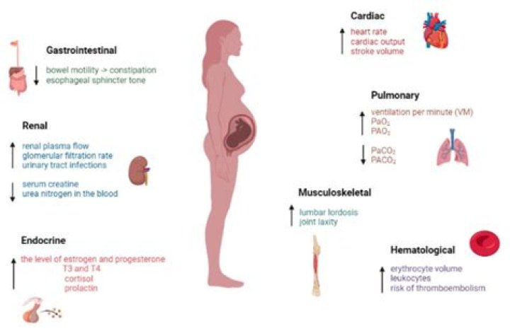 What is the most important physiological need?