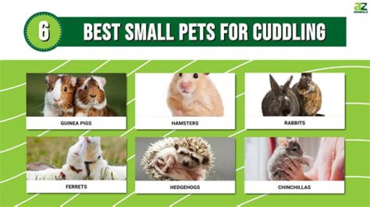 What odd animals make good pets?