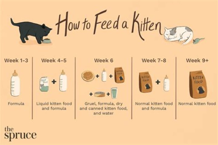 What should I expect from my 9 week old kitten?