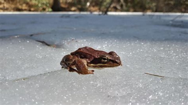 Where do frogs live during the day?