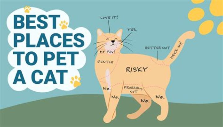 Why do cats raise their hindquarters when you pet them?