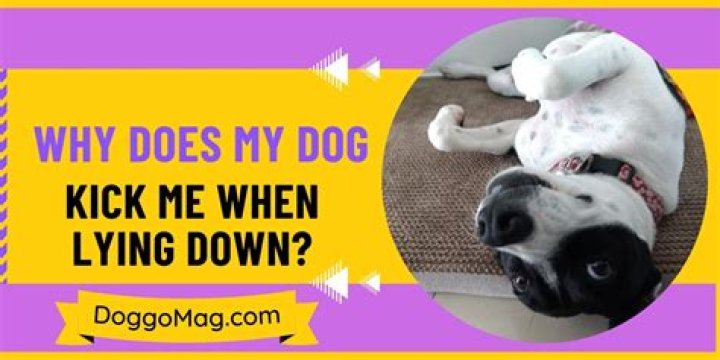 Why does my dog kick me when lying down?
