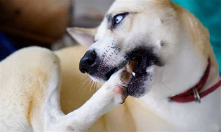 Why is my dog biting his leg and crying?