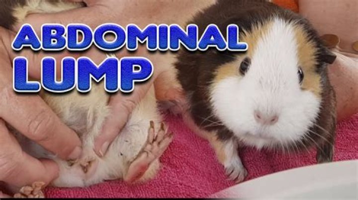 Why is my male guinea pig swaying?